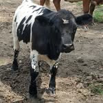 Rhonda Schaefer - @lusciousvalleyranch - Instagram