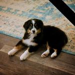 Rhonda Schoene - @schoenerhonda - Instagram