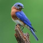 Rhonda Shields - @shields4172 - Instagram