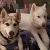 Rhonda Singleton-Tompkins - @rhonda.singletont - TikTok