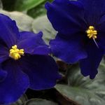 Rhonda Speed - @violets_r_blue70 - Instagram