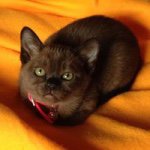 Rhonda Stanton - @brentanoism - Instagram