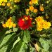 Rhonda Stepp - Facebook