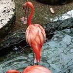 Rhonda Stoddard - @stoddardflock - Instagram