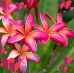 Rhonda Sutton - Facebook