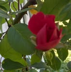 Rhonda Terry - Facebook