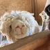 Rhonda Trapp - Facebook