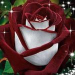 Rhonda Burnett-Vickers - @rhondavickers8 - Instagram