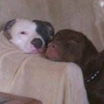 Rhonda Hall Warnick - @pibbleslover - Instagram