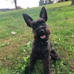 Rhonda Whelan - @beauregard_aka_beau - Instagram