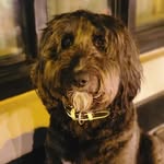 Rhonda Winter - @bernadoodle_pandora - Instagram