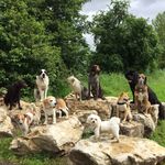 Rhys Brooks Evans - @the_dogwalker_zurich - Instagram