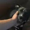 Rhysbrownrhysbrownrhysbrown - @rhys.brown66 - TikTok