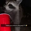 rhys kelly - @rhys.kelly6 - TikTok
