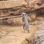 Rhys Lowery - @rhys.lowery3 - Instagram