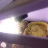 Rhys Smith - @rhys.smith26 - TikTok