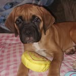Ria Sutton - @lola_bear_bullmastiff_x - Instagram