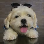 Rick o cachorro que fala - @rick_cachorro_que_fala - Instagram