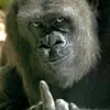 Ric Jones - @poo_flinging_monkey01 - TikTok