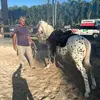 Ricardo Afonso - @ricardo.afonso6 - TikTok