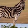 Ricardo Alberto Alberto - @ricardo.alberto.a8 - TikTok