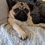 Ricardo - @ricardo_the_beach_pug - Instagram