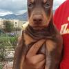 ricardodoberman - @ricardodoberman - TikTok