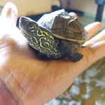 Rich Coles - @northeastterrapins - Instagram