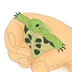 小綠茶 - @rich_hermann_tortoise - Instagram