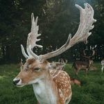 Richard Koski - @koski_richard - Instagram