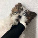 lesser_shihtzu_rich - @lesser_shihtzu_rich - Instagram