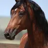 richitarr - @richitarr - TikTok