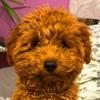 Richard - @puppyrichard - TikTok