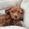 Beans - @richardbeans - TikTok
