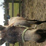 Richard and Janeene Bedell - @_bedellquarterhorses - Instagram