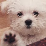 •Maltese• - @richard_blanc_ - Instagram