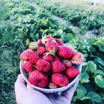 Richard Boulet-Loron - @hortus_burgondia - Instagram