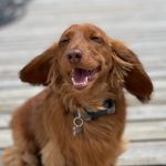 ＢＵＳＴＥＲ - @busterbeanrichard - Instagram