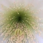 Richard Boxford-Cairns - @boxfordcairns - Instagram