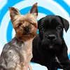 Rich & Corsi 🐶 - @richandcorsi - TikTok