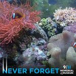 Richard Crowell - @nanochromis - Instagram