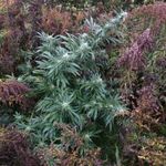 Richard Dingus - @richarddingus420 - Instagram