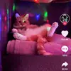 richarddobos - @richarddobos - TikTok