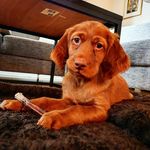 Richard og Max - @richardeidem - Instagram