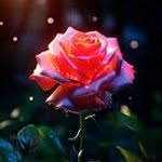 Richard Elemir - @richardelemir.678 - Instagram