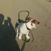 Richardell - @richardell.terrier - TikTok
