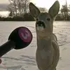 ryan - @richard.ferrell12 - TikTok