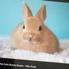 Richard Flack - @bunnycute247 - TikTok