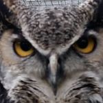 Richard Forman - @forman.richard - Instagram