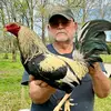 Richard's Gamefowls - @richards.gamefowl - TikTok